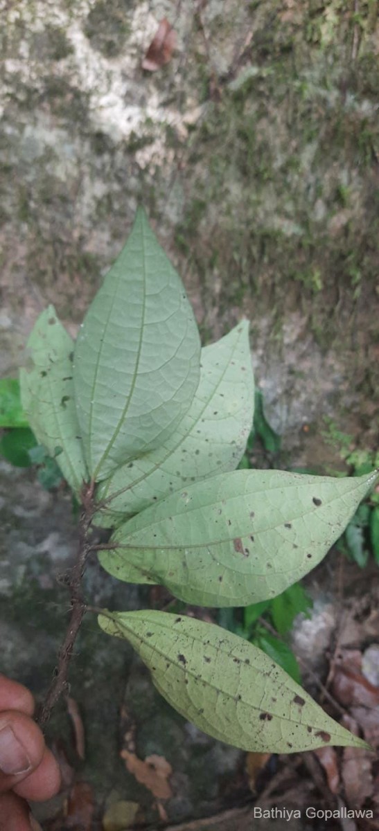 Elatostema heyneanum (Wedd.) Hallier f.